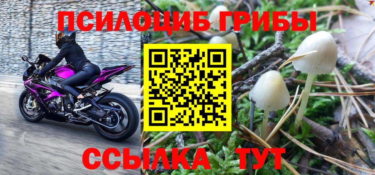 Галлюциногенные грибы прущие грибы Краснознаменск